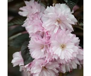 Frank P Matthews Prunus Royal Burgundy in 12 Litre Container