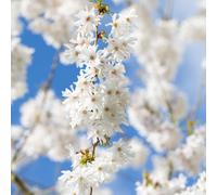 Frank P Matthews Prunus Starlight in 12 Litre Pot
