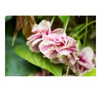 Frank P Matthews Prunus Sumaura Fugenzo Japanese Lantern 12 Litre C...