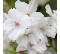 Frank P Matthews Prunus Tai-haku in 12 Litre Container