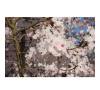 Frank P Matthews Prunus The Bride 12 Litre Container