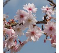 Frank P Matthews Prunus x Subhirtella Autumnalis Rosea