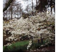 Frank P Matthews Prunus x Yedoensis Bare Root Tree