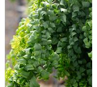 Frank P Matthews Robinia pse Lace Lady Twisty Babe in 12 Litre Cont...