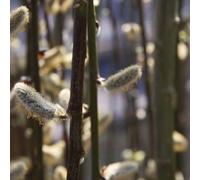 Frank P Matthews Salix Caprea Pendula 12 Litre Container