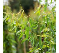 Frank P Matthews Salix ery Golden Curls 12 Litre Container