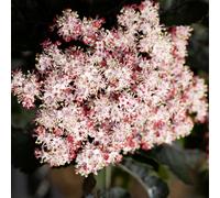 Frank P Matthews Sambucus Black Tower 12 Litre Container