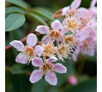 Frank P Matthews Sorbus Eastern Promise 12 Litre Container