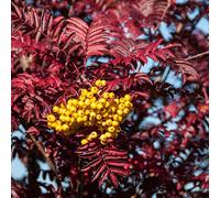 Frank P Matthews Sorbus Joseph Rock in 12 Litre Container