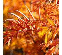 Frank P Matthews Sorbus Olympic FlameTM in 12 Litre Container