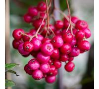 Frank P Matthews Sorbus vil Pink Charm 12 Litre Container