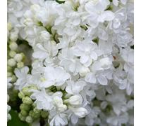Frank P Matthews Syringa vul Madame Lemoine 12 Litre Container