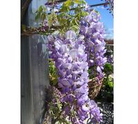 Frank P Matthews Wisteria Lavender Falls 7 Litre Container