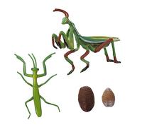 FRCOLOR 1 Set Mantis Life Cycle Model Educational for Interactive Early Learning Insect Growth Cycle Figurine for Nature Lessons Storytelling and Creative Play