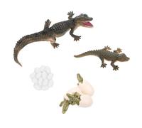 FRCOLOR 1 Set Realistic Life Cycle Figure Alligator Growth Cycle Educational for Storytelling Teaching Role Playing Activities Birthday Holiday