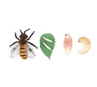 FRCOLOR 1Set Honey Bee Growth Cycle Model Educational Insect Figurines for Environmental Friendly Vivid Life Cycle