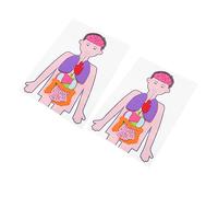 FRCOLOR 2 Sets of Human Organs Educational Toys for Boys and Girls DIY Anatomy Learning Playthings Removable Organs for Children Science Experiments