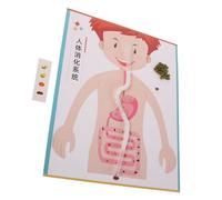FRCOLOR 4 Sets DIY Digestive System Model Kit for Human Anatomy Science Educational Prop for Preschool to Middle School Parent Crafting and Biology Experiment