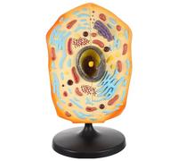 FRCOLOR Animal Cell Teaching Aid for Middle School Students Anatomical Display Model Educational Biology Tool for Anatomy Lessons Detailed Structure for Science Classes