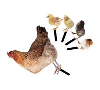 FRCOLOR Chicken and Weather Resistant Feature 5pcs Stakes Garden Acrylic with Double-sided Pattern Realistic Appearance Yard Decor for Outdoor Garden Accessory