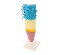 FRCOLOR Corn Root Profile Model Educational Longitudinal Section Biology Teaching Instrument for Students High School Plant Root Structure Demonstration Scientific Experiment Aid