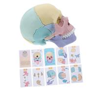 FRCOLOR Detachable Human Skull Model for Anatomy Teaching Robust Medical Skull Figurine with Exploded Assembly Design Lifelike and Cranial Features for Study and Research