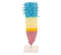 FRCOLOR Detailed Corn Plant Root Profile Model for Biology Teaching Botany Anatomy Display Realistic Longitudinal Root Structure Educational Tool for Students and Researchers