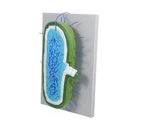 FRCOLOR Enlarged Cell Nucleus Model with Detailed Organelles for Biology Teaching Interactive Educational Tool for Science Classrooms and Student Learning