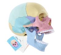 FRCOLOR Exploded Skull Anatomy Model Detachable Human Skull Puzzle for Educational Use Art Inspiration Teaching Tool for Students Artists