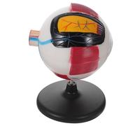FRCOLOR Eye Anatomy Model Enlarged Human Eyeball Display for Science Education Sturdy with Detailed Internal External Structures for Biology Teaching Studying Supplies