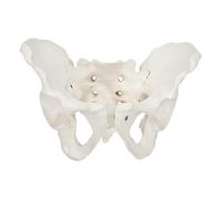FRCOLOR Female Pelvis Model Large Natural Pelvic Structure with Joint and Tailbone Pvc Medical Anatomy Model for Teaching and Training in Orthopedics and Anatomy Education