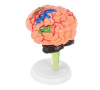 FRCOLOR Human Brain Model Anatomical Assembly Medical Teaching Tool with Base for Classroom Study and Cerebrovascular Nerve Demonstration
