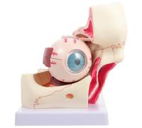 FRCOLOR Human Eyeball Anatomical Model 3x Enlarged with Eye Orbit, Medical Eyeball Pathological Model for Teaching and Research, Detailed Human Eye Anatomy Display for Medical Students