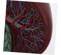 FRCOLOR Human Liver Anatomical Model with Base Realistic Plastic Liver Teaching Model for Medical Education Biology Studies School and Laboratory Display and Detailed Organ Anatomy Tool