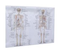 FRCOLOR Human Skeletal Muscle Anatomy Poster Detailed Science Chart for Teaching and Learning Silk Cloth Material Educational Muscle and Bone Figure for Classroom and Laboratory Decor