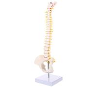 FRCOLOR Human Spine Model PVC Anatomical Vertebral Column with Pelvis and Tailbone for Training and Practice Detailed Nerve Roots and Intervertebral Discs Skeleton Display for