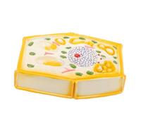 FRCOLOR Middle School Plant Cell Model Educational Anatomy Teaching Aid Reusable Plastic Biology Display Kit for Effortless Assembly and Study of Plant Cell Structure