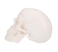 FRCOLOR Mini Skull Model Plastic White Detachable Desktop Skull Anatomical Model for Physical Health Teaching and Hospitals