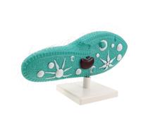 FRCOLOR Paramecium Model with Sturdy Stand for Biology Education High Fidelity Protozoan Cell Structure Display with Cilia for Middle School Science Labs and Classroom Teaching