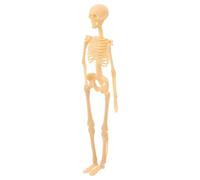 FRCOLOR Simulated Human Skeleton Model Lightweight Plastic Anatomy Figure for Studying and Educational Decoration Smooth Surface Skeleton Action Figure for Classroom and Office Display