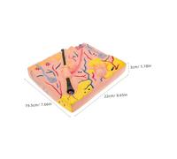 FRCOLOR Skin Structure Training Science Education Human Organ Skin Human Organ Anatomy Student Dissection Model Plastic