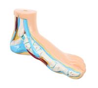FRCOLOR Teaching Foot Model Vinyl Human Foot Anatomy Display for Students Realistic Anatomical Joint Mold Educational Tool