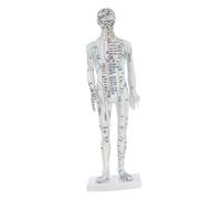 FRCOLOR White Male Human Acupuncture Model Chinese Meridian Acupoint Display Teaching Tool for Professional Training and Home Study