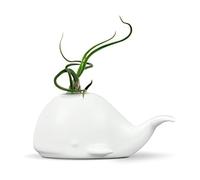 Genuine Fred 5229116 Fancy Ceramic Mini Air Plant/Succulent Holder, Whale