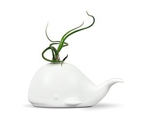 Fred 5229116 Fancy Ceramic Mini Air Plant/Succulent Holder, Whale