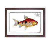 Frederic's Salmon Fish by M.E. Bloch Framed Print | A2 Walnut Framed Wall Art | Ready to Hang | Modern Animal Picture | Living Room Bedroom Lounge Office