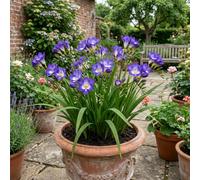Freesia Delta River Fragrant Blue Flowering Perennial Plant 17Cm Pot 2L