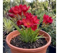 Freesia Red River Fragrant Red Flowering Perennial Plant 17Cm Pot 2L