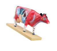 Freestanding Animal Anatomy Teaching Model with Visible, A
