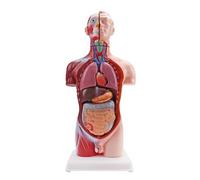 Freestanding Human Torso Teaching Model with Organ Overview, Color Separated Parts, Desk Display for Biology Review, Homeschool Learning Anatomy Teaching Model Anatomical Torso Human Body Organ Study